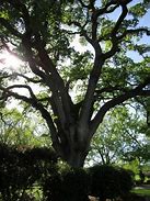 Image result for King Oak Tree