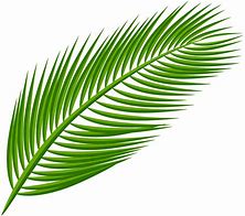 Image result for Pictures of Palm Leaves to Print