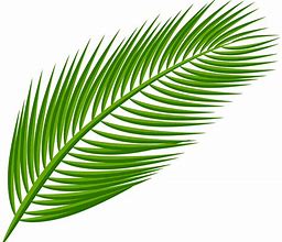 Image result for Tropical Leaf Transparent