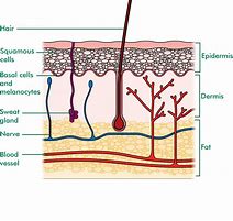 Image result for Human Skin Cell Diagram