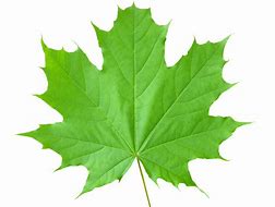 Image result for Maple Green and White Leaves