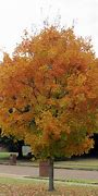 Image result for Sugar Maple Tree Canada