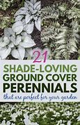 Image result for Shade Tolerant Ground Cover Plants