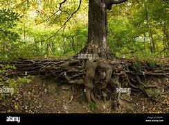 Image result for Red Maple Tree Roots