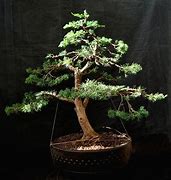 Image result for Windswept Bonsai Trees