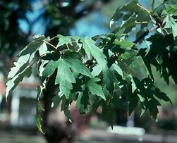 Image result for Acer Saccharinum Leaf