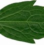 Image result for Oak Leaf Texture