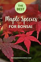 Image result for Bonsai Tree Care Instructions