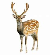 Image result for Deer Clip Art High Quality