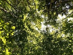 Image result for Tree Branch with Leaves No Background