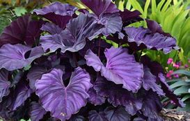 Image result for Giant Alocasia Elephant Ear Plants