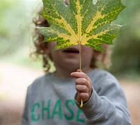 Image result for Leaf for Kids