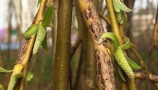 Image result for Weeping Willow Buds