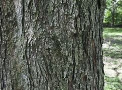 Image result for red maple bark