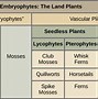 Image result for Plant Life Cycle Cut and Paste