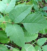 Image result for 3-Ranked Leaves