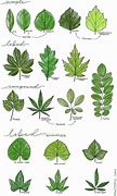 Image result for Leaf Drawing for Kids Coloring