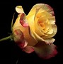 Image result for Bright Yellow Roses