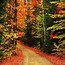 Image result for fall colors desktop background