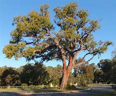 Image result for Jarrah Tree