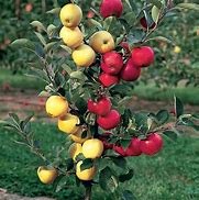 Image result for A Picture of an Apple Tree