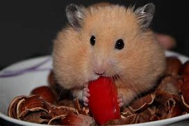 Image result for Crazy Hamster