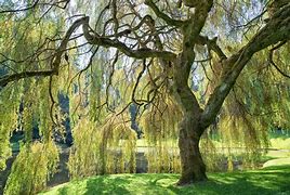 Image result for Weeping Willow Tree Fall