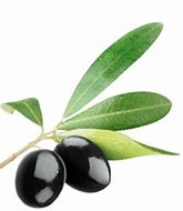 Image result for Simple Black Olive Branch