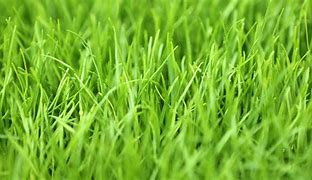 Image result for 2-Ranked Leaves Grass