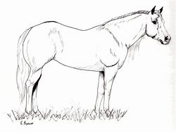 Image result for Quarter Horse Coloring Pages Realistic