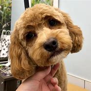 Image result for Cockapoo Spaniel