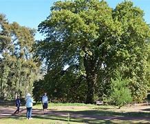 Image result for Australian Oak Tree