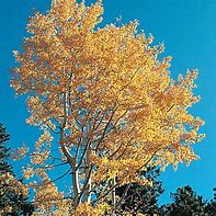 Image result for Aspen Tree in Grasslamds