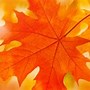 Image result for One Orange Fall Leaf Template