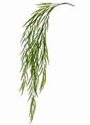 Image result for Willow Tree Branch