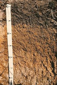 Image result for Loamy Soil