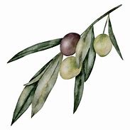 Image result for Olive Branch with Black Background