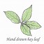 Image result for Bay Leaf Illustration