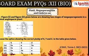 Image result for Photosynthesis Two Stages