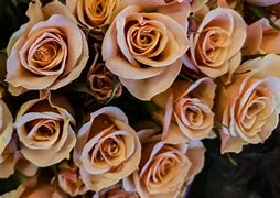 Image result for Peach Rose Wallpaper Background