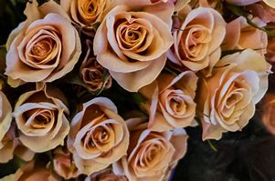 Image result for Peach Colored Flowers