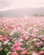 Image result for Pink Flower Field Aesthetic