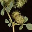 Image result for Medicago Laciniata