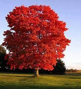 Image result for Minnesota Maple Trees