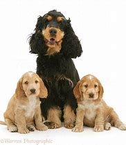 Image result for Black and Tan Cocker Spaniel