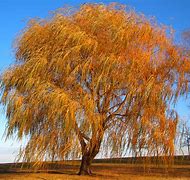 Image result for Colorful Tree of Life