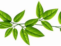 Image result for Leaf Background Vector