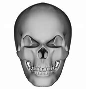 Image result for Human Skull Stock Image