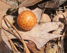 Image result for Yellow Balls On the Back of Oak Leaves