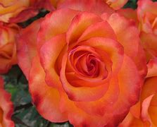 Image result for Pale Coral Rose